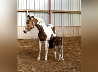 Other Warmbloods, Mare, Foal (03/2026), 16.1 hh, Brown