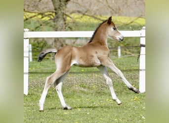 Other Warmbloods, Mare, Foal (04/2026), 16.1 hh, Brown