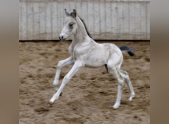 Other Warmbloods, Mare, Foal (04/2026), 16.1 hh, Buckskin