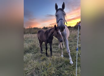 Other Warmbloods, Mare, Foal (04/2024), 16,1 hh, Gray