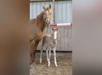 Other Warmbloods, Mare, Foal (02/2026), 16.1 hh, Palomino