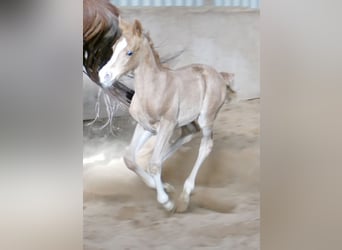 Other Warmbloods, Mare, Foal (02/2026), 16.1 hh, Palomino