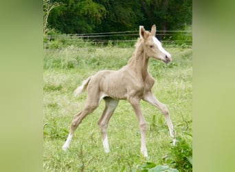 Other Warmbloods, Mare, Foal (06/2024), 16.1 hh, Palomino