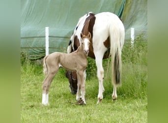 Other Warmbloods, Mare, Foal (06/2024), 16.1 hh, Palomino