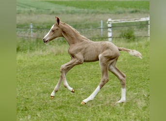 Other Warmbloods, Mare, Foal (06/2024), 16.1 hh, Palomino