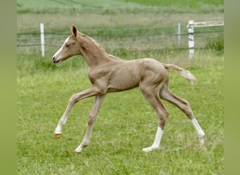 Other Warmbloods, Mare, Foal (06/2024), 16.1 hh, Palomino