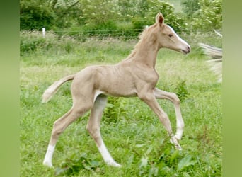 Other Warmbloods, Mare, Foal (06/2024), 16.1 hh, Palomino