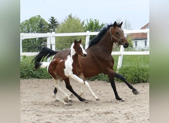 Other Warmbloods, Mare, Foal (03/2024), 16.1 hh, Pinto