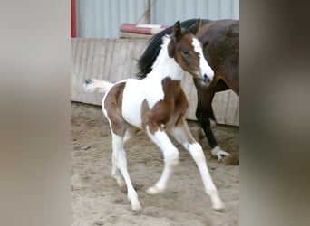 Other Warmbloods, Mare, Foal (03/2025), 16.1 hh, Pinto Other Warmbloods, Mare, Foal (03/2025), 16.1 hh, Pinto