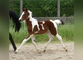 Other Warmbloods, Mare, Foal (03/2024), 16.1 hh, Pinto