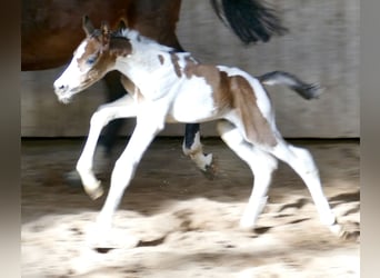 Other Warmbloods, Mare, Foal (03/2024), 16.1 hh, Pinto