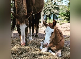 Other Warmbloods, Mare, Foal (06/2024), 16.1 hh, Sabino