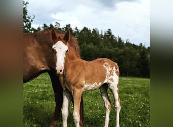 Other Warmbloods, Mare, Foal (06/2024), 16.1 hh, Sabino