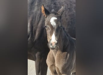 Other Warmbloods, Mare, Foal (03/2026), 16.2 hh, Black