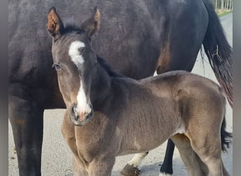 Other Warmbloods, Mare, Foal (03/2026), 16.2 hh, Black