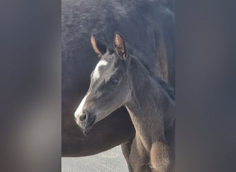 Other Warmbloods, Mare, Foal (03/2026), 16.2 hh, Black