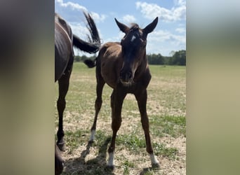 Other Warmbloods, Mare, Foal (03/2026), 16.2 hh, Black