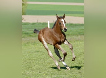 Other Warmbloods, Mare, Foal (04/2026), 16.2 hh, Brown