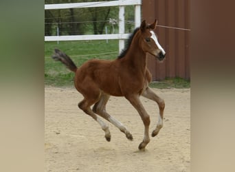 Other Warmbloods, Mare, Foal (04/2025), 16.2 hh, Brown Other Warmbloods, Mare, Foal (04/2025), 16.2 hh, Brown