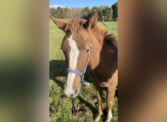 Other Warmbloods, Mare, Foal (04/2024), 16,2 hh, Chestnut-Red