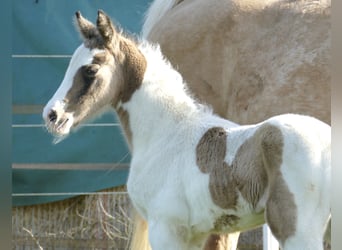 Other Warmbloods, Mare, Foal (03/2026), 16.2 hh, Pinto
