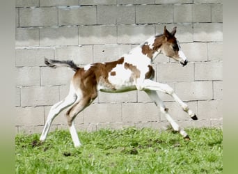Other Warmbloods, Mare, Foal (03/2024), 16.2 hh, Pinto