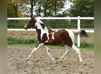 Weitere Warmblüter, Stute, Fohlen (03/2024), 16,2 hh, Schecke