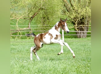 Other Warmbloods, Mare, Foal (03/2024), 16.2 hh, Pinto