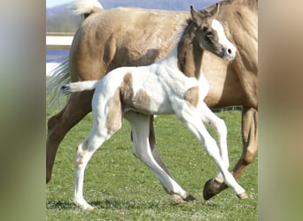 Other Warmbloods, Mare, Foal (03/2026), 16.2 hh, Pinto