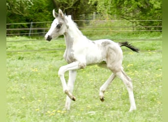 Other Warmbloods, Mare, Foal (04/2024), 16.2 hh, Pinto