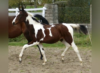 Weitere Warmblüter, Stute, Fohlen (03/2024), 16,2 hh, Schecke