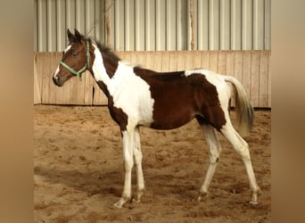 Other Warmbloods, Mare, Foal (04/2024), 16,3 hh, Pinto