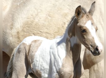 Other Warmbloods, Mare, , 16 hh, Pinto