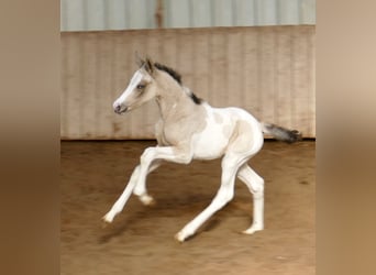 Other Warmbloods, Mare, Foal (03/2026), 16 hh, Pinto