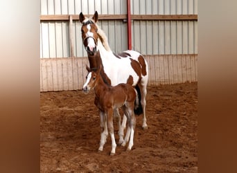 Other Warmbloods, Mare, Foal (03/2026), 16,1 hh, Brown