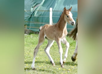 Other Warmbloods, Mare, Foal (04/2026), 16,1 hh, Brown