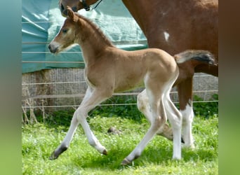 Other Warmbloods, Mare, Foal (04/2026), 16,1 hh, Brown