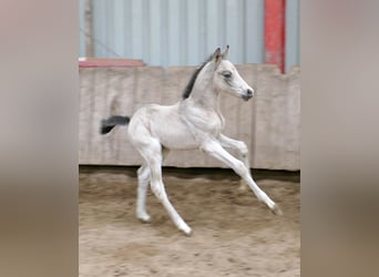 Other Warmbloods, Mare, Foal (04/2026), 16,1 hh, Buckskin