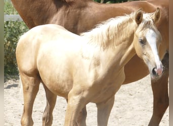 Other Warmbloods, Mare, , 16,1 hh, Palomino