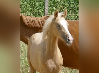 Other Warmbloods, Mare, , 16,1 hh, Palomino