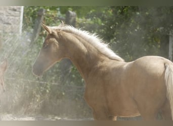 Other Warmbloods, Mare, , 16,1 hh, Palomino