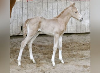 Other Warmbloods, Mare, Foal (02/2026), 16,1 hh, Palomino