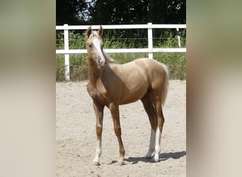 Other Warmbloods, Mare, , 16,1 hh, Palomino