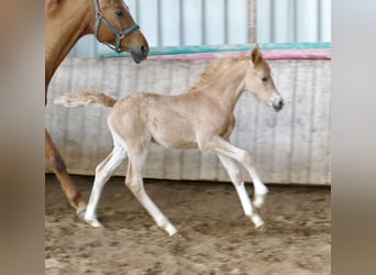 Other Warmbloods, Mare, Foal (02/2026), 16,1 hh, Palomino