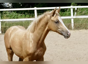 Other Warmbloods, Mare, , 16,1 hh, Palomino