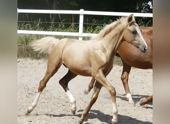 Other Warmbloods, Mare, , 16,1 hh, Palomino
