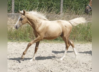Other Warmbloods, Mare, , 16,1 hh, Palomino