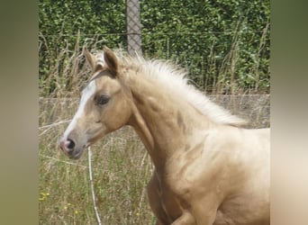 Other Warmbloods, Mare, , 16,1 hh, Palomino