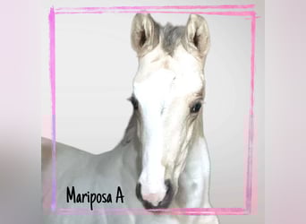 Other Warmbloods, Mare, Foal (03/2026), 16,1 hh, Pinto