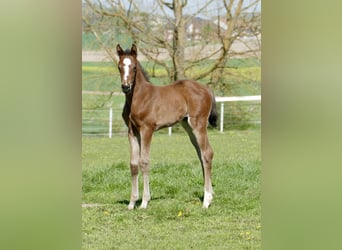 Other Warmbloods, Mare, Foal (04/2026), 16,2 hh, Brown